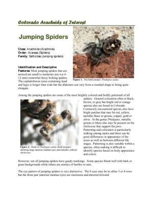 Colorado Arachnids of Interest
