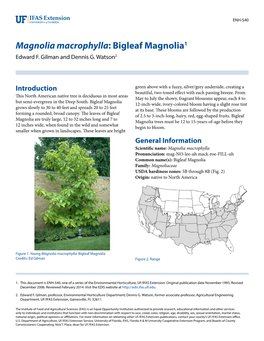 Magnolia Macrophylla: Bigleaf Magnolia1 Edward F