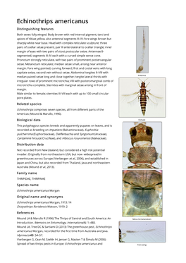 Echinothrips Americanus Distinguishing Features Both Sexes Fully Winged