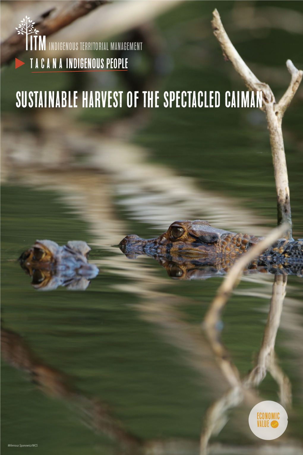 Sustainable Harvest of the Spectacled Caiman