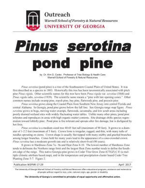 Pinus Serotina (Pond Pine) Is a Tree of the Southeastern Coastal Plain of United States