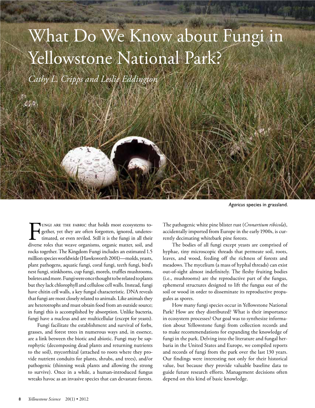 What Do We Know About Fungi in Yellowstone National Park? Cathy L