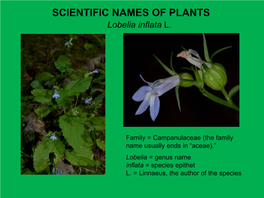 SCIENTIFIC NAMES of PLANTS Lobelia Inflata L