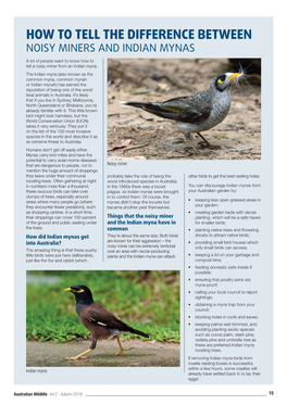 How to Tell the Difference Between Noisy Miners and Indian Mynas