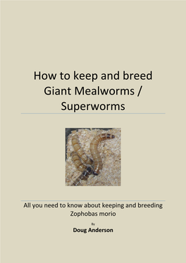 How to Keep and Breed Giant Mealworms / Superworms