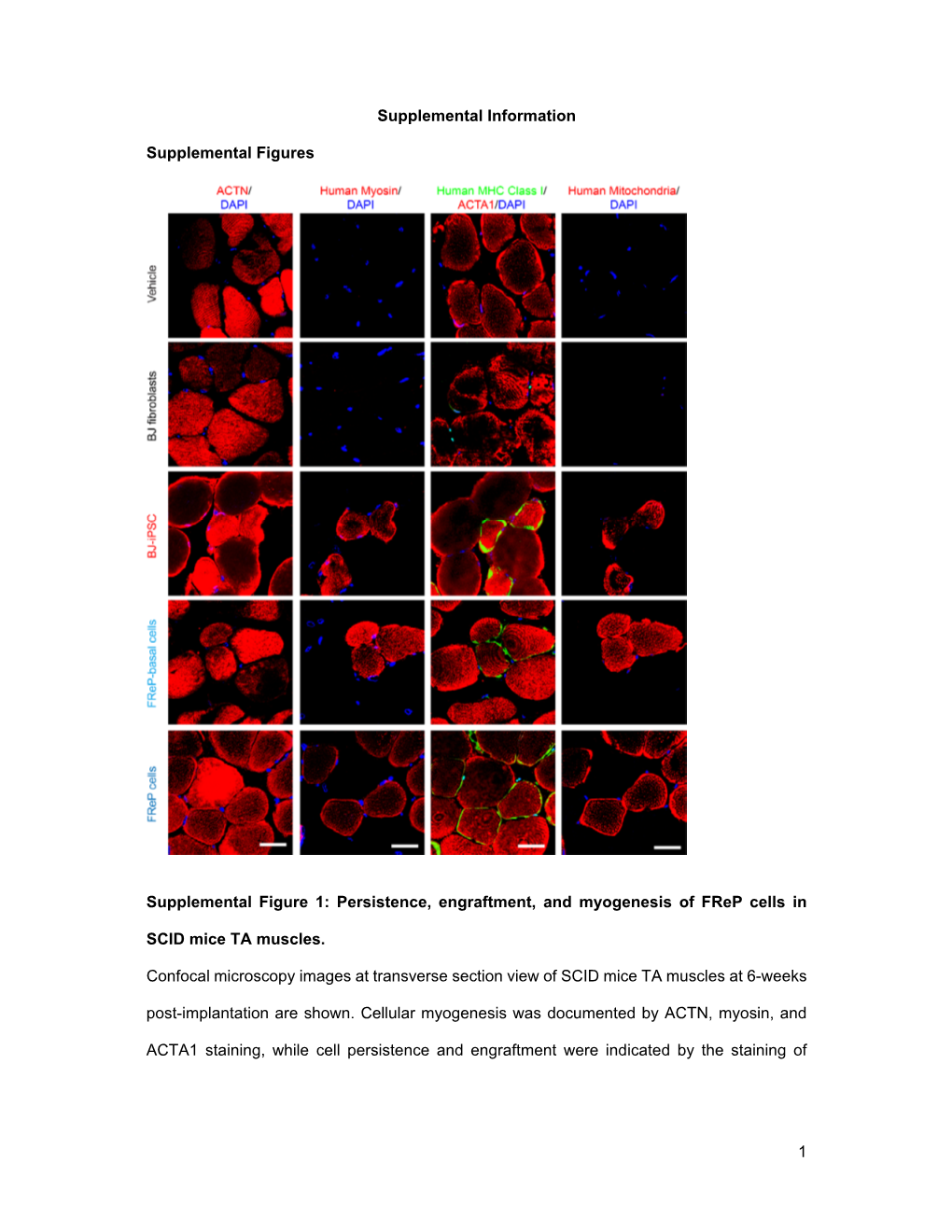 Persistence, Engraftment, and Myogenesis of Frep Cells In