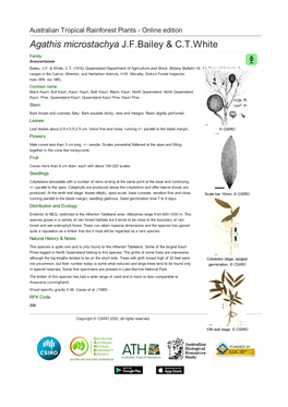 Agathis Microstachya J.F.Bailey & C.T.White Family: Araucariaceae Bailey, J.F