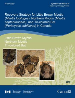 Recovery Strategy for Little Brown Myotis, Northern Myotis, and Tri-Colored Bat 2015