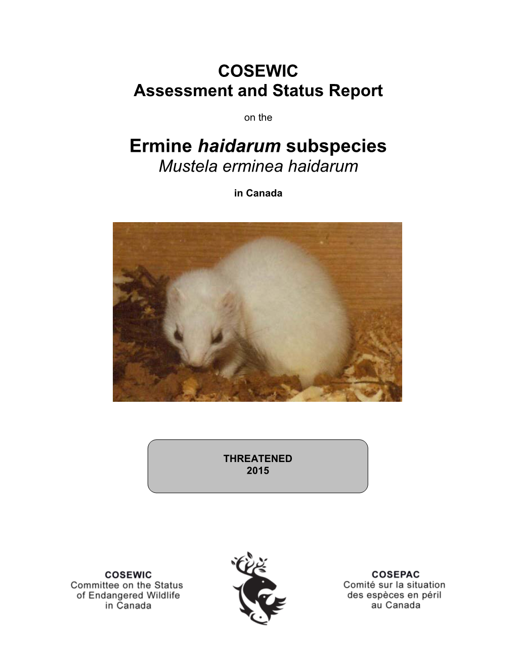 Ermine Haidarum Subspecies,Mustela Erminea Haidarum