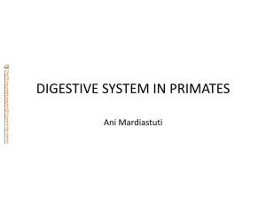 Digestive System in Primates