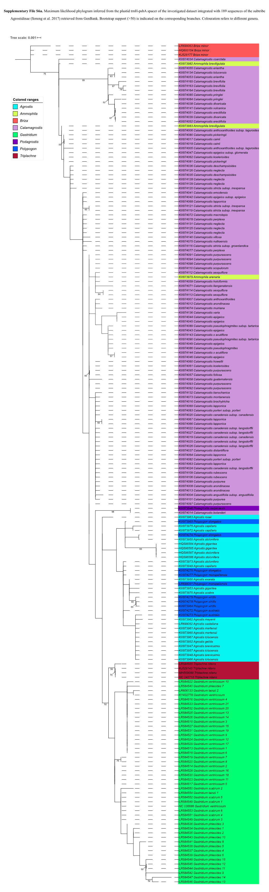 Supplementary File S6a. Maximum Likelihood Phylogram Inferred From