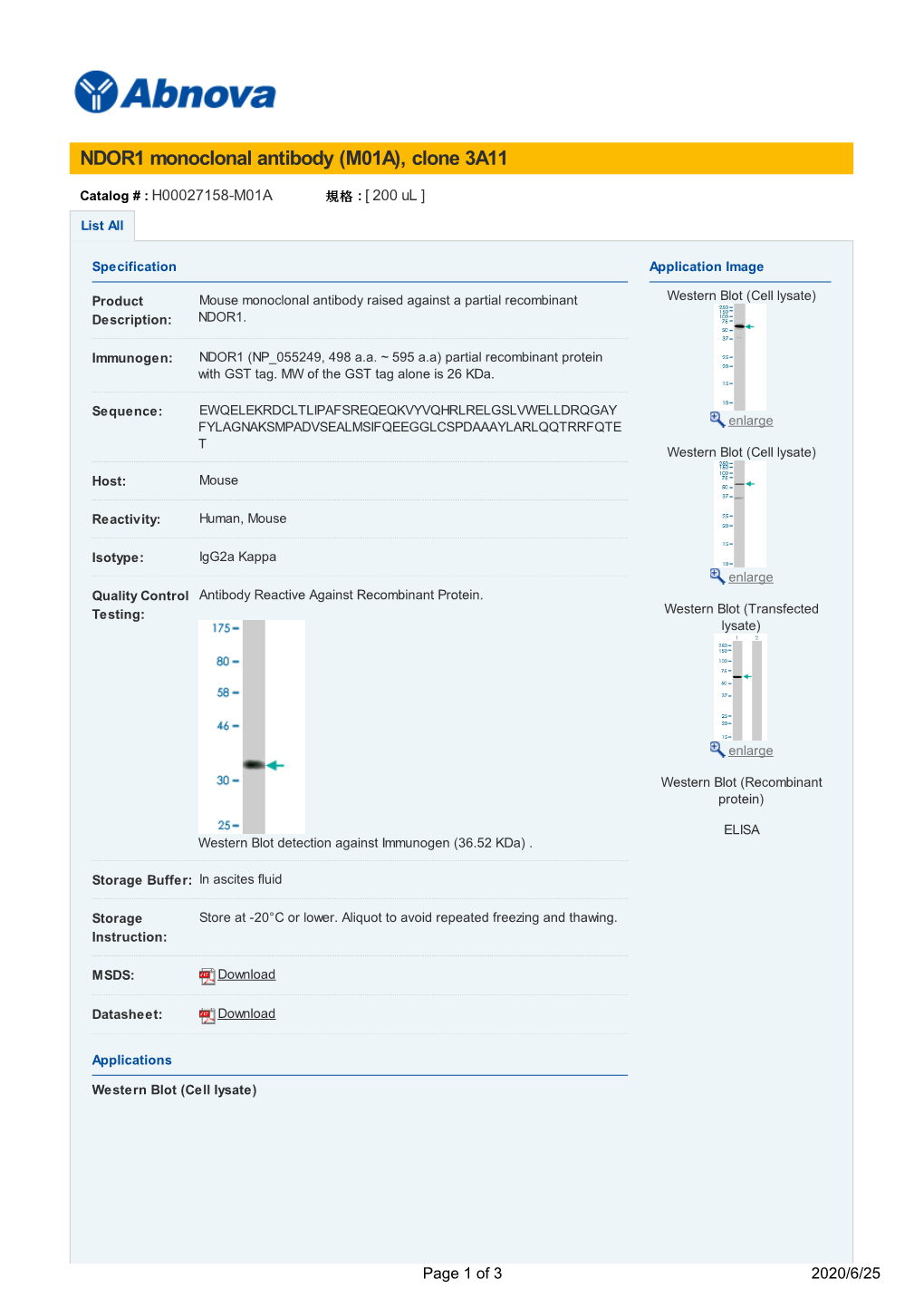 NDOR1 Monoclonal Antibody (M01A), Clone 3A11