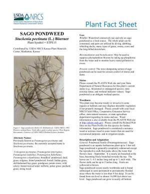 Plant Fact Sheet for Sago Pondweed Can Also Be Stored in Water at Low Temperatures Or Packed (Stuckenia Pectinata (L.) Böerner)
