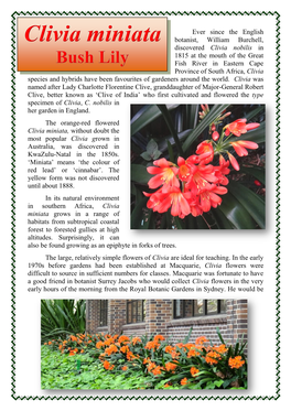 Ever Since the English Botanist, William Burchell, Discovered Clivia