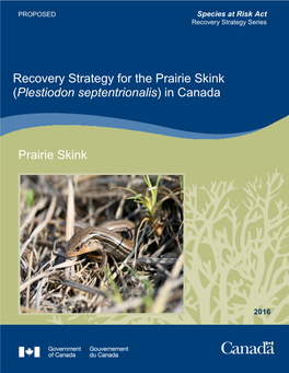 Prairie Skink (Plestiodon Septentrionalis) in Canada