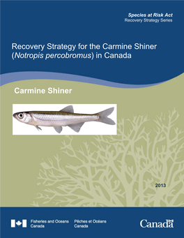 Recovery Strategy for the Carmine Shiner (Notropis Percobromus) in Canada