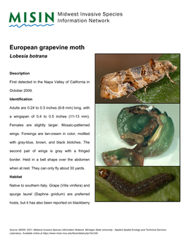 European Grapevine Moth Lobesia Botrana