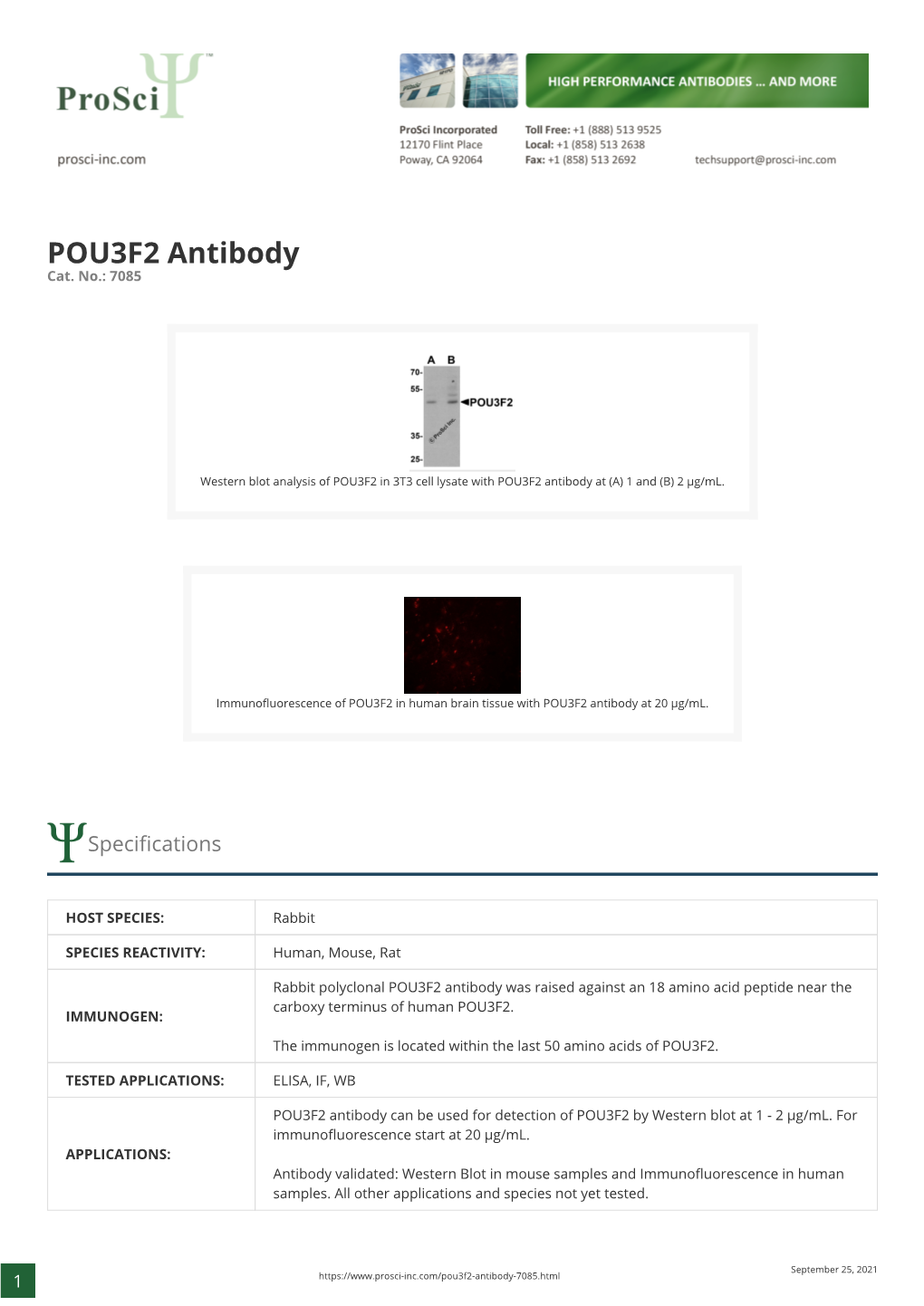 POU3F2 Antibody Cat
