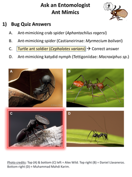 Ant Mimic Bug Quiz Answers