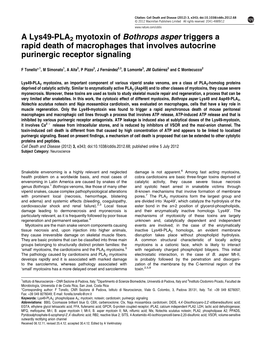 A Lys49-PLA2 Myotoxin of Bothrops Asper Triggers a Rapid Death of Macrophages That Involves Autocrine Purinergic Receptor Signaling