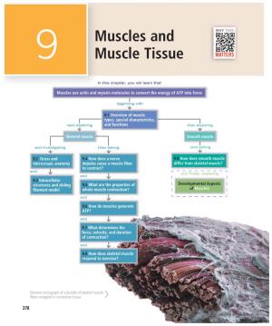 Muscles and Muscle Tissue 279
