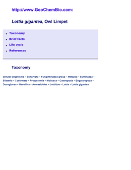 Lottia Gigantea, Owl Limpet