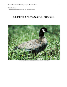 Aleutian Canada Goose