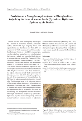Predation on a Discoglossus Pictus (Anura: Discoglossidae) Tadpole by the Larva of a Water Beetle (Dytiscidae: Dytiscinae: Dytiscus Sp.) in Tunisia