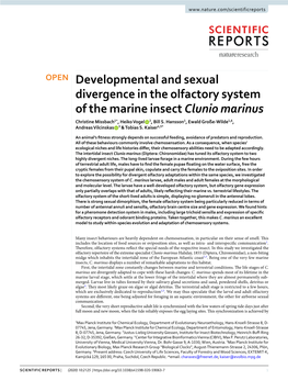 Developmental and Sexual Divergence in the Olfactory System of the Marine Insect Clunio Marinus Christine Missbach1*, Heiko Vogel 2, Bill S