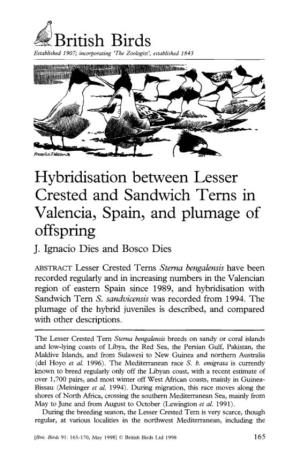 British Birds Hybridisation Between Lesser Crested and Sandwich Terns in Valencia, Spain, and Plumage of Offspring