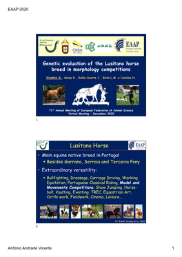 Lusitano Horse Breed in Morphology Competitions
