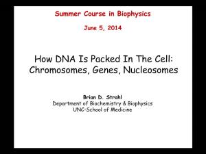 How DNA Is Packed in the Cell: Chromosomes, Genes, Nucleosomes