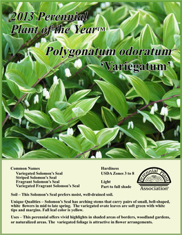 Polygonatum Odoratum ‘Variegatum’