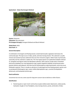 Spatterdock – Water-Lily Emergent Wetland