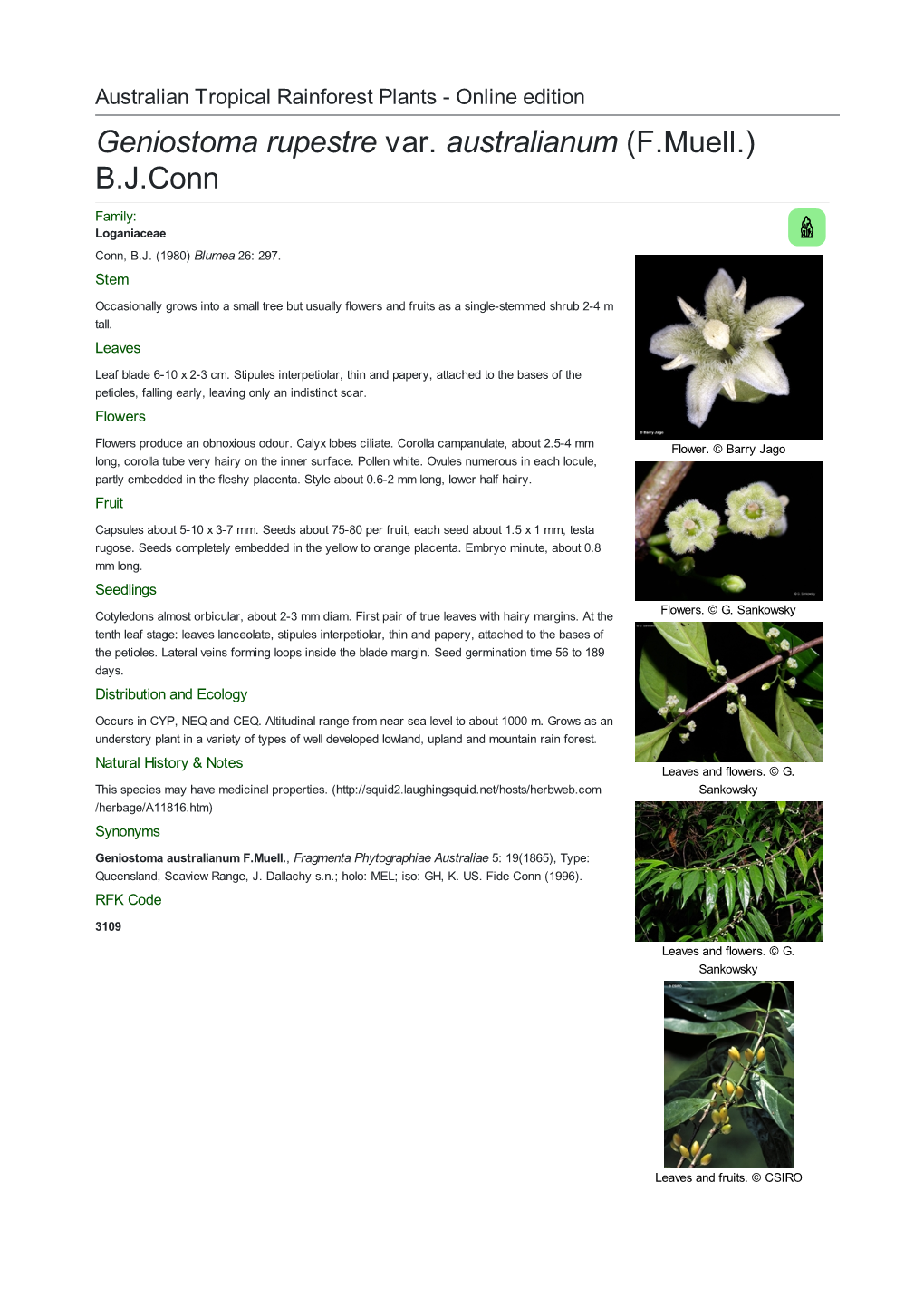 Geniostoma Rupestre Var. Australianum (F.Muell.) B.J.Conn Family: Loganiaceae Conn, B.J