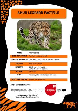 Amur Leopard Fact File