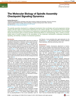 The Molecular Biology of Spindle Assembly Checkpoint Signaling Dynamics