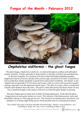 Omphalotus Nidiformis – the Ghost Fungus