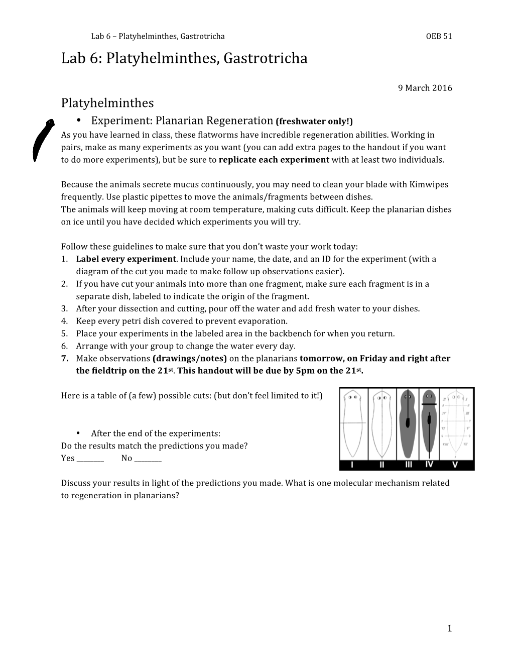 Platyhelminthes, Gastrotricha OEB 51 Lab 6: Platyhelminthes, Gastrotricha