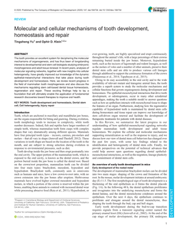 Molecular and Cellular Mechanisms of Tooth Development, Homeostasis and Repair Tingsheng Yu1 and Ophir D