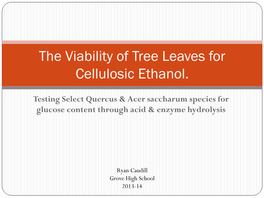 The Viability of Tree Leaves for Cellulosic Ethanol