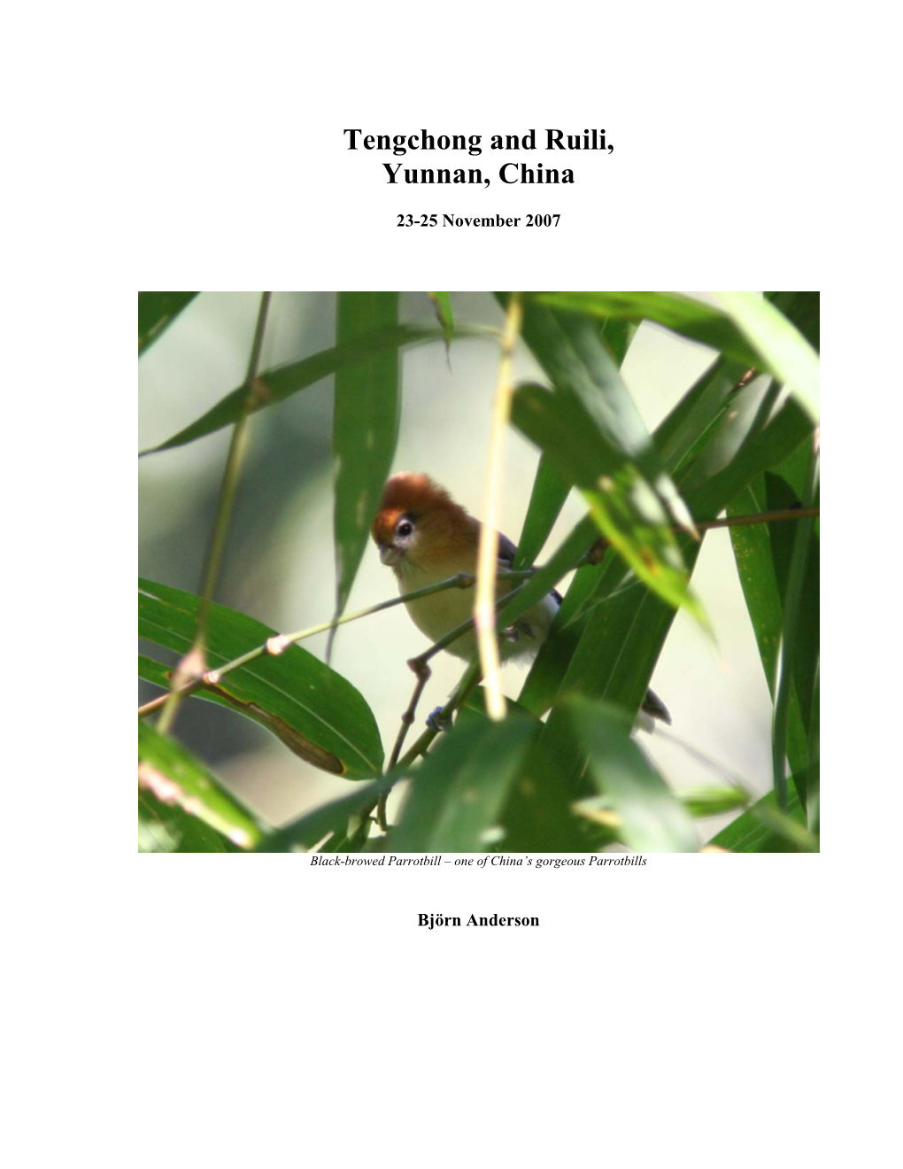 China Birding Report Template