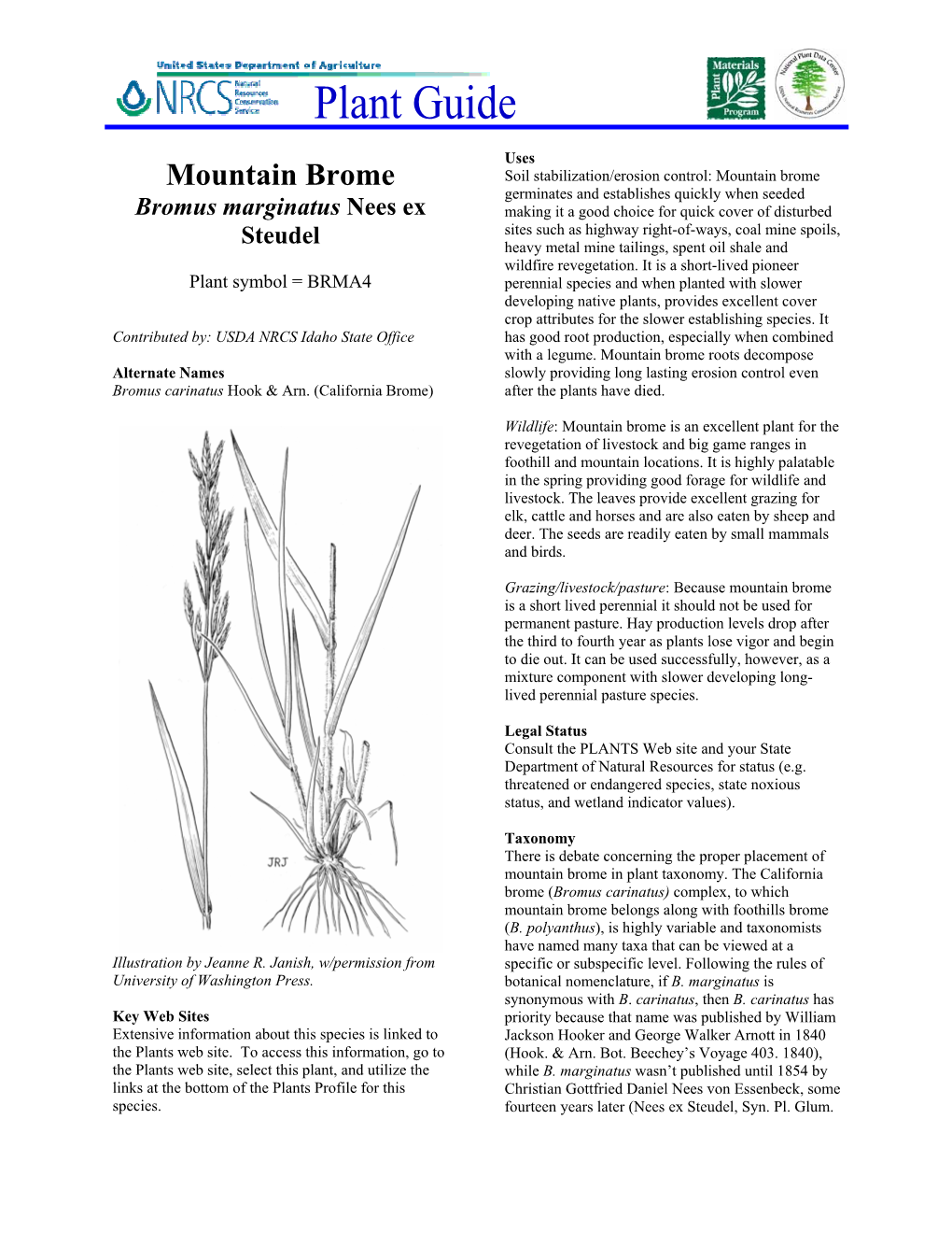 Mountain Brome