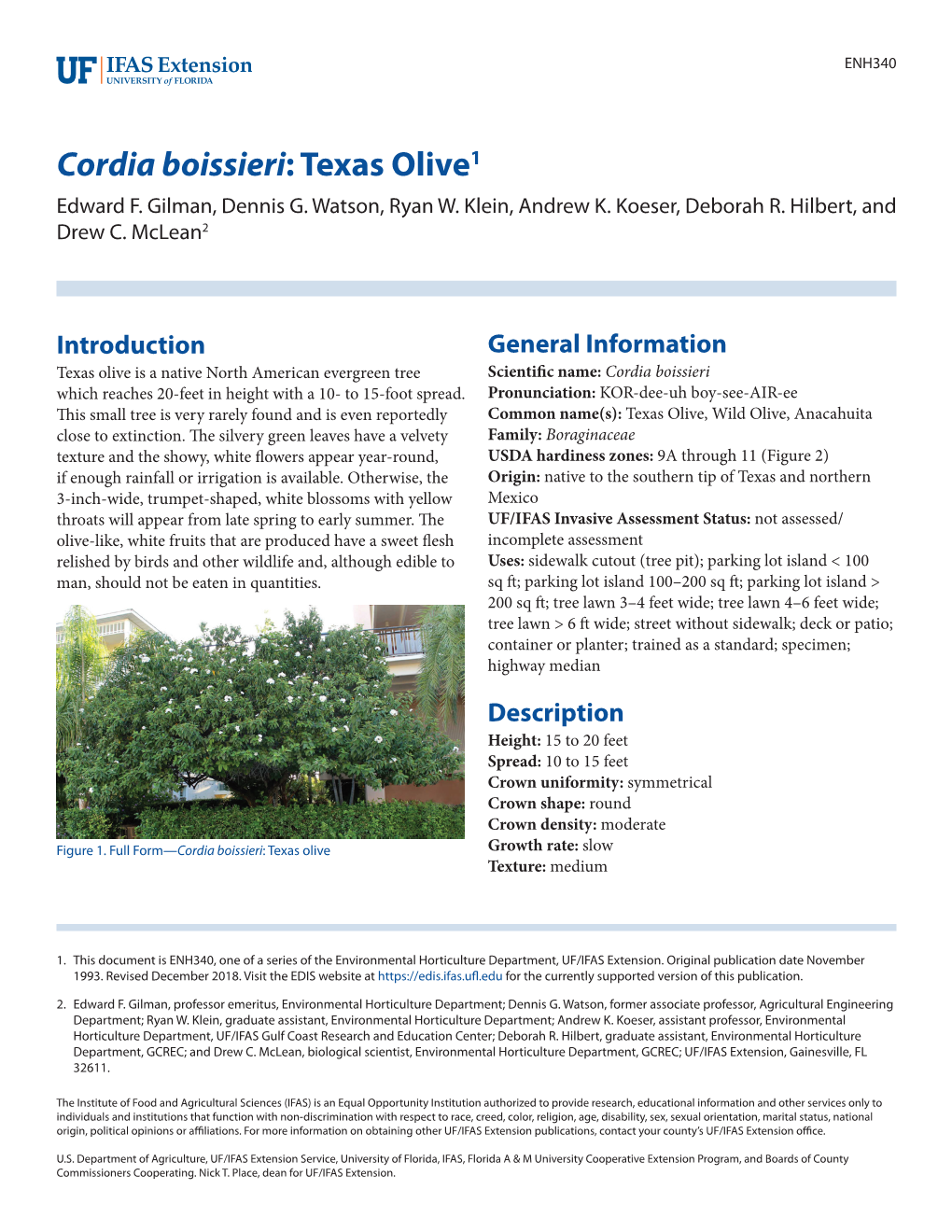 Cordia Boissieri: Texas Olive1 Edward F