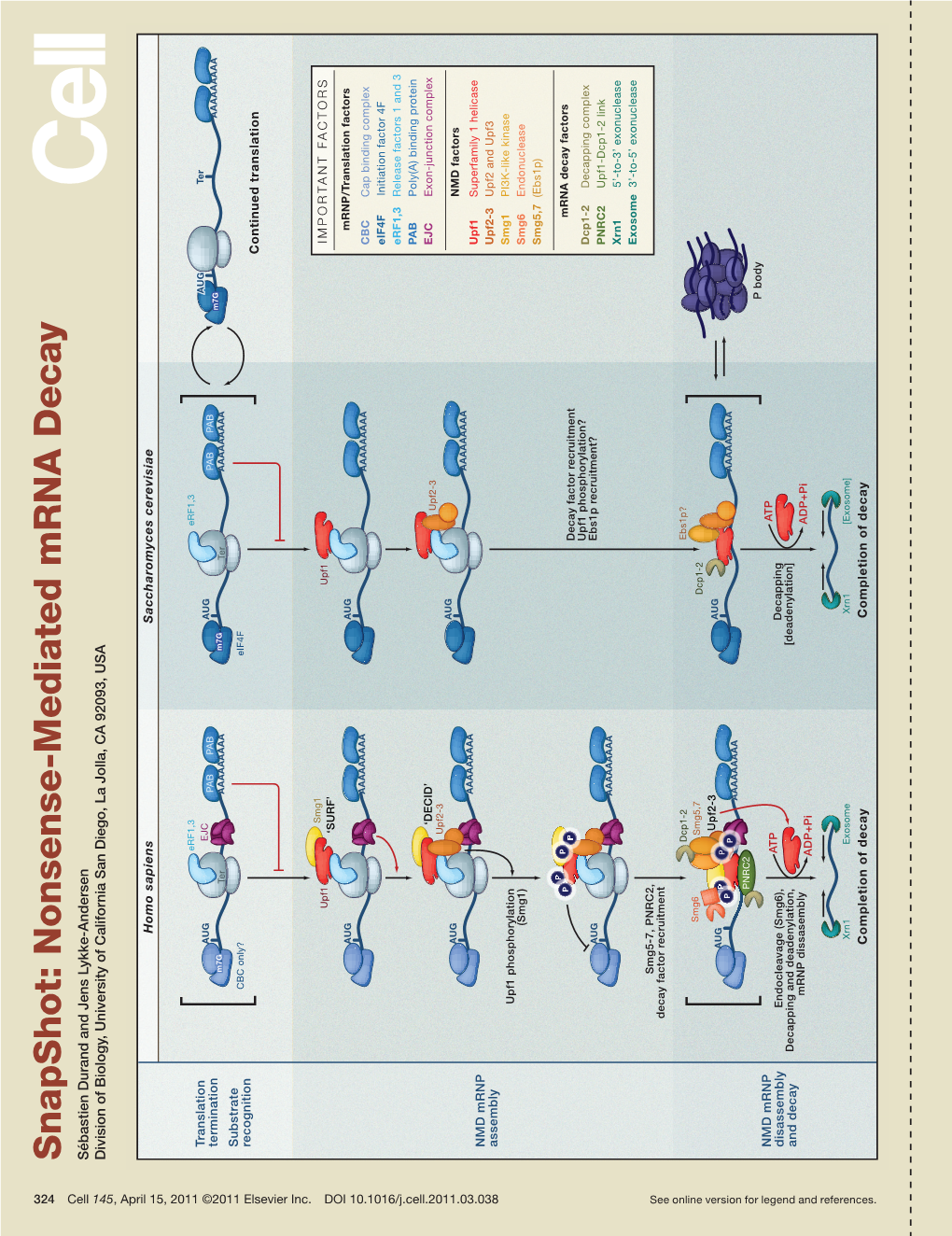 Snapshot: Nonsense-Mediated Mrna Decay Sébastien Durand and Jens Lykke-Andersen Division of Biology, University of California San Diego, La Jolla, CA 92093, USA