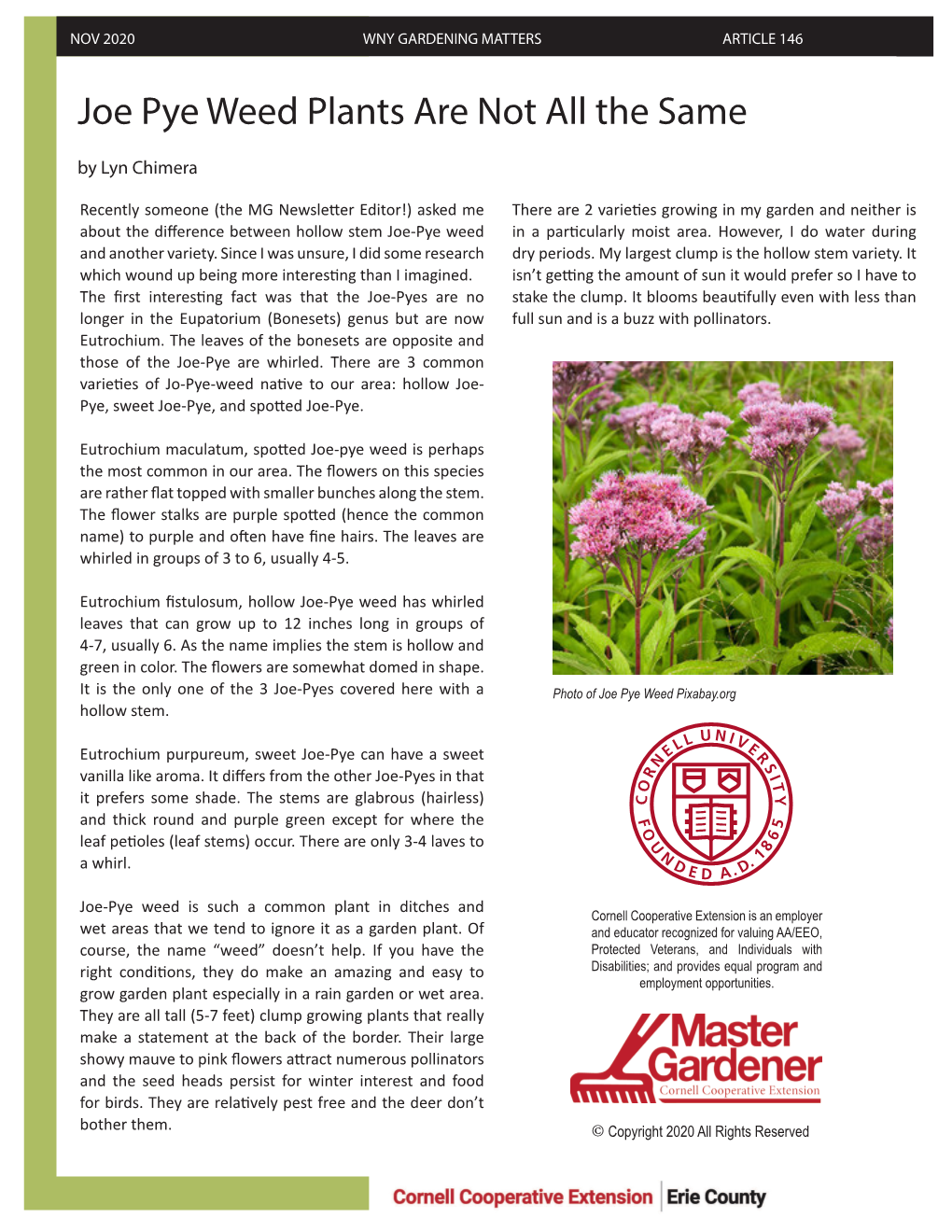 Joe Pye Weed Plants Are Not All the Same by Lyn Chimera