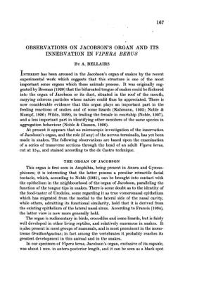 Observations on Jacobson's Organ and Its Innervation in Vipera Berus by A