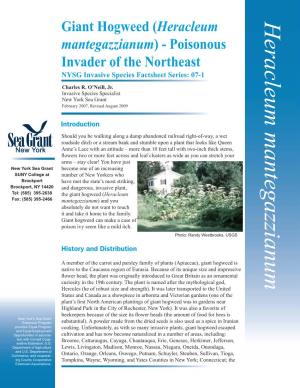 Giant Hogweed (Heracleum Heracleum Mantegazzianum Mantegazzianum) - Poisonous Invader of the Northeast NYSG Invasive Species Factsheet Series: 07-1