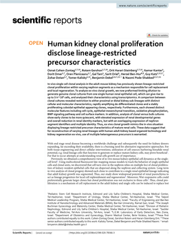 Human Kidney Clonal Proliferation Disclose Lineage-Restricted Precursor Characteristics