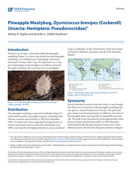 Pineapple Mealybug, Dysmicoccus Brevipes (Cockerell) (Insecta: Hemiptera: Pseudococcidae)1 Ashley A
